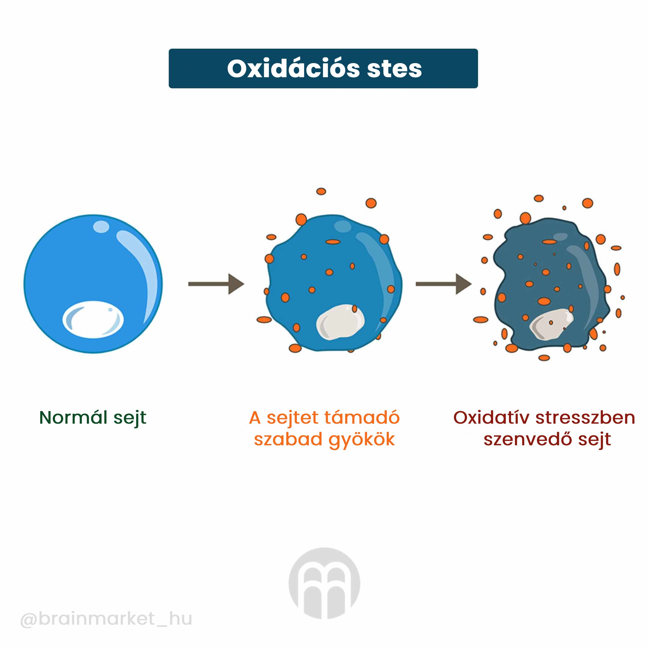 Oxidační stres_infografika_HU